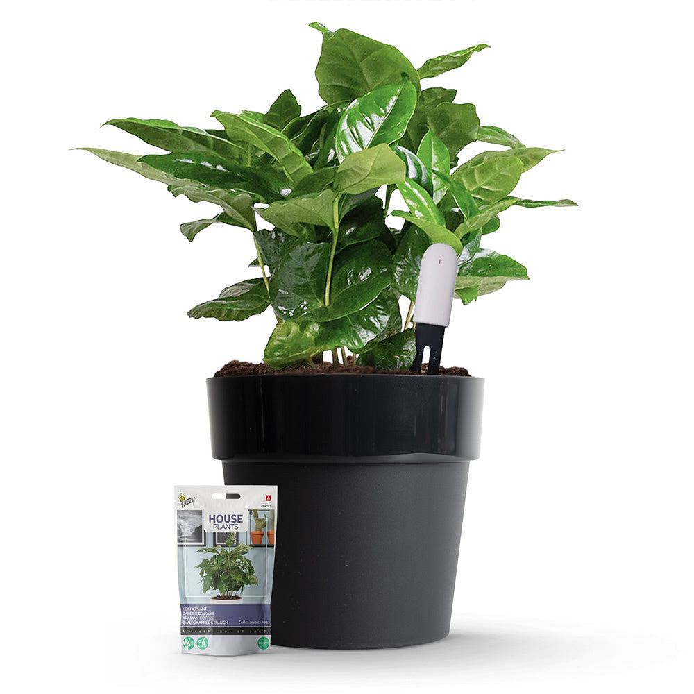Xiaomi Plant Sensor Starter Kit