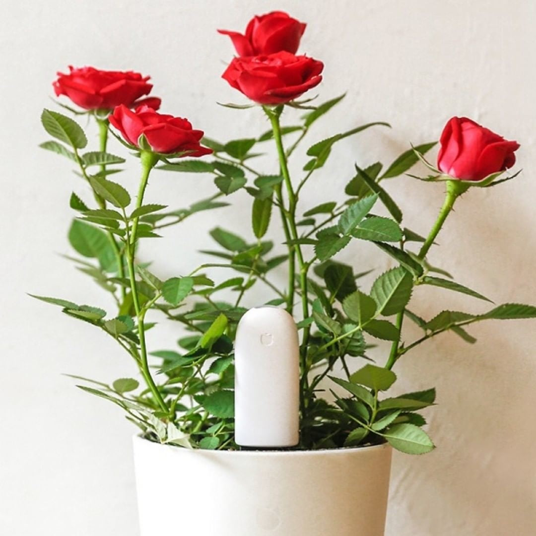 Xiaomi Mi Flower Care Plant Sensor